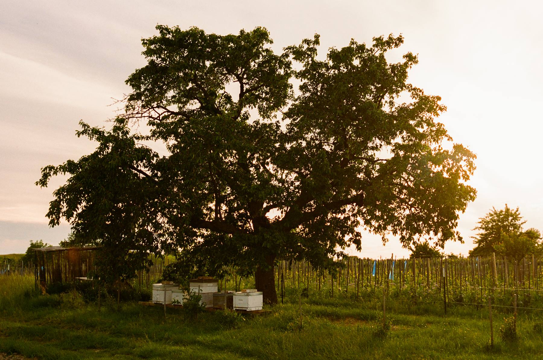 Bienenstöcke unter einem alten Baum am Rand des Weingartens, im Abendlicht.